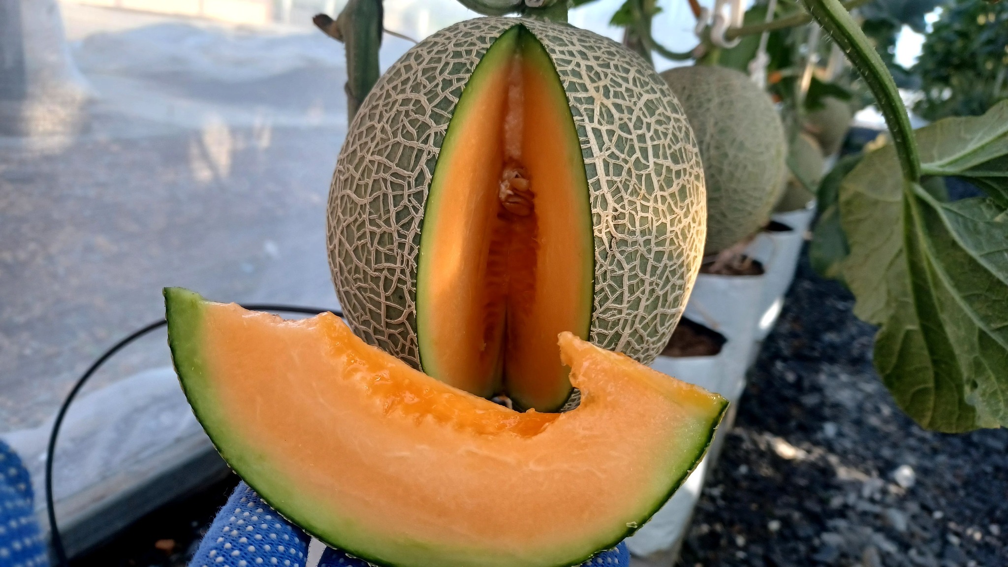 เมล่อนหวานฉ่ำ กรอบ สดชื่น จากสวนไทยเกษตร 🍈🌱